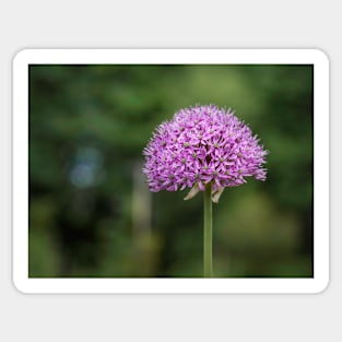 Lonely allium blooming Sticker